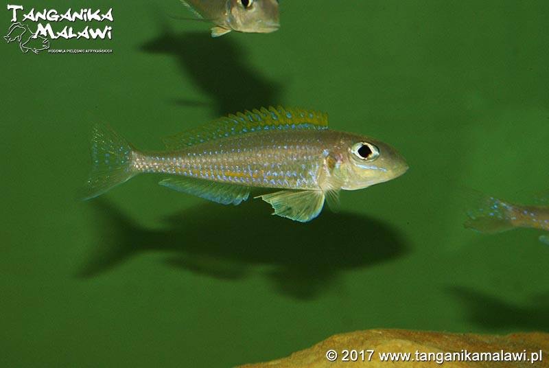 Xenotilapia flavipinnis 'Chituta Bay'